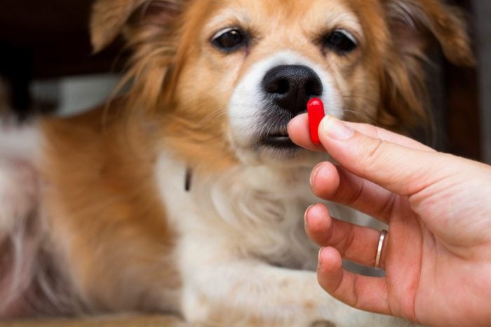 dog pills medicine