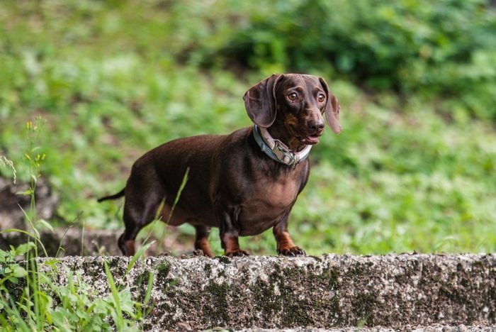 dachshund low maintenance dog breed standing in nature