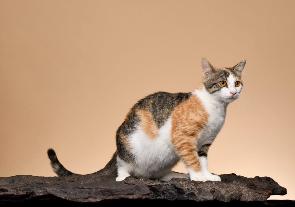 Rare Cat Breeds You Probably Don't Know About | Reader's Digest