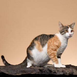 devon rex cat rare cat breeds