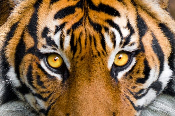 close up tiger face eyes