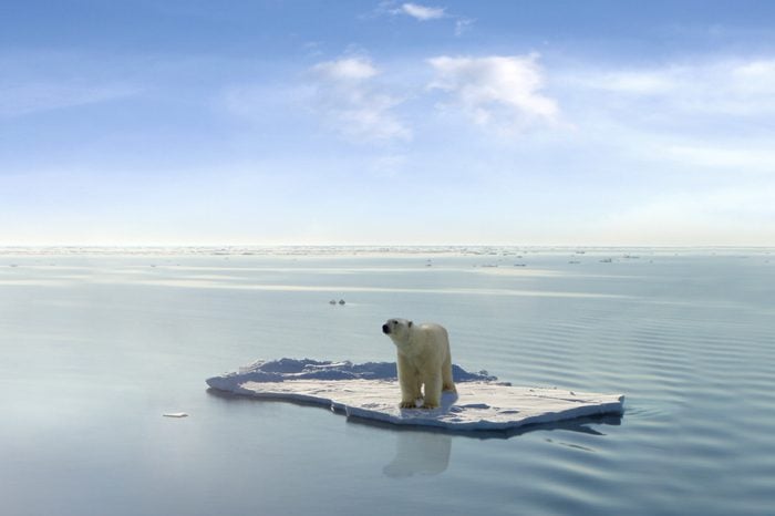 A polar bear on ice in the Arctic sea photoshop design