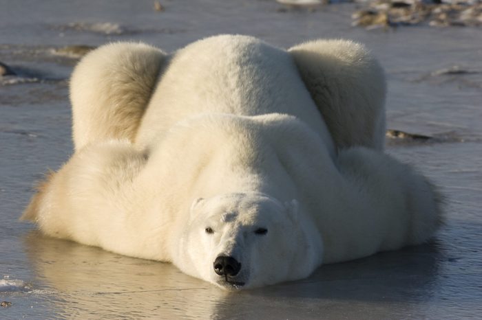 Polar bear lying down.