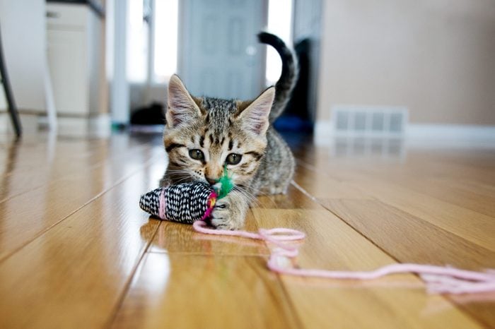 cat playing with toy 