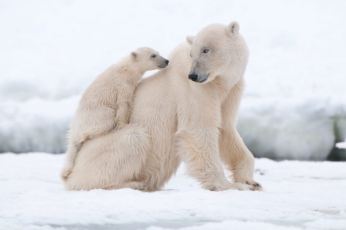 Polar bear with cub in Arctic Svalbard