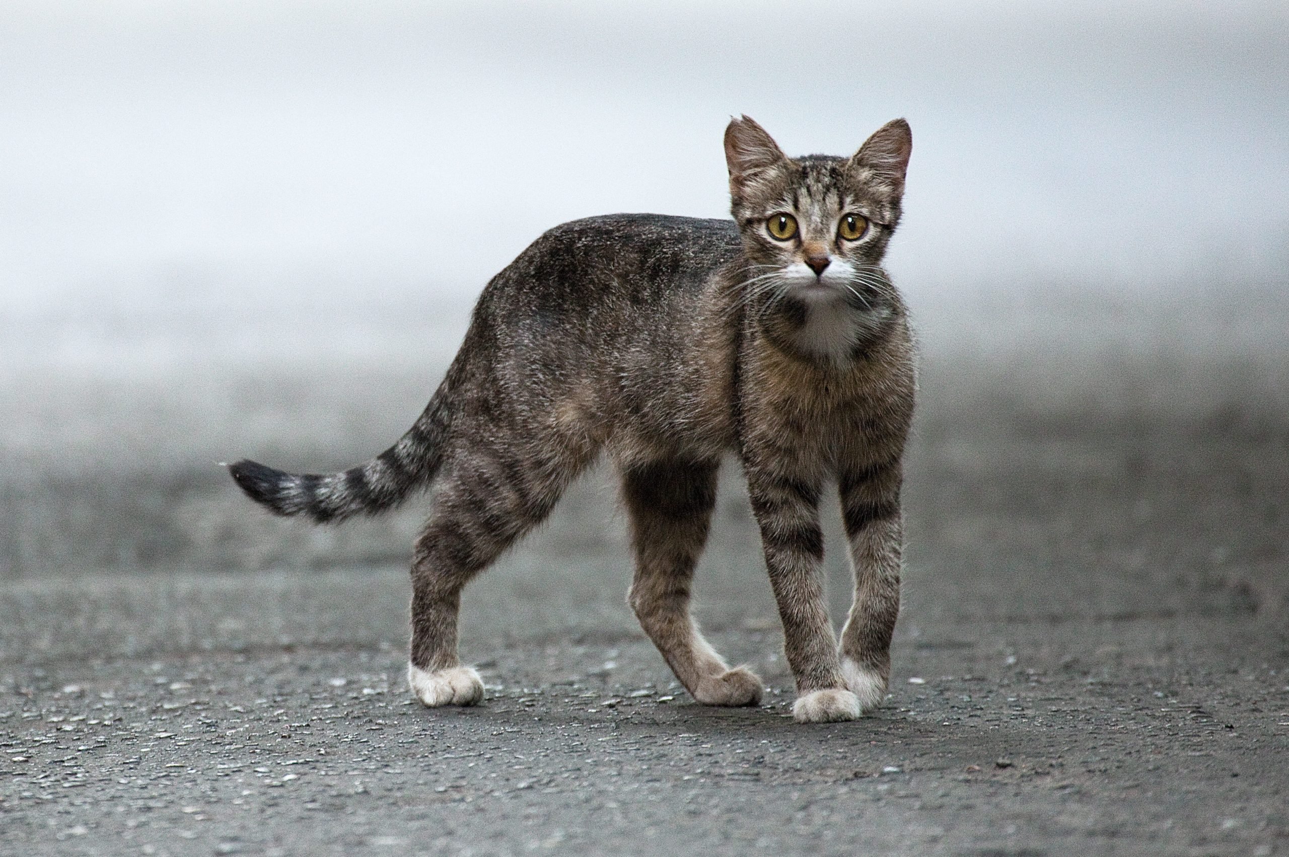 Feral vs. Stray Cat: Here's How to Tell the Difference | Reader's Digest