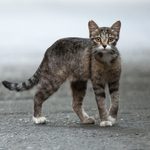 Feral vs. Stray Cat: Here’s How to Tell the Difference