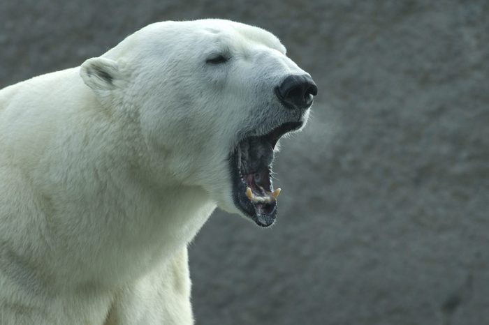 A polar bear roaring in the middle of winter