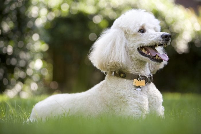 poodle low maintenance dog breed sitting on grass outside