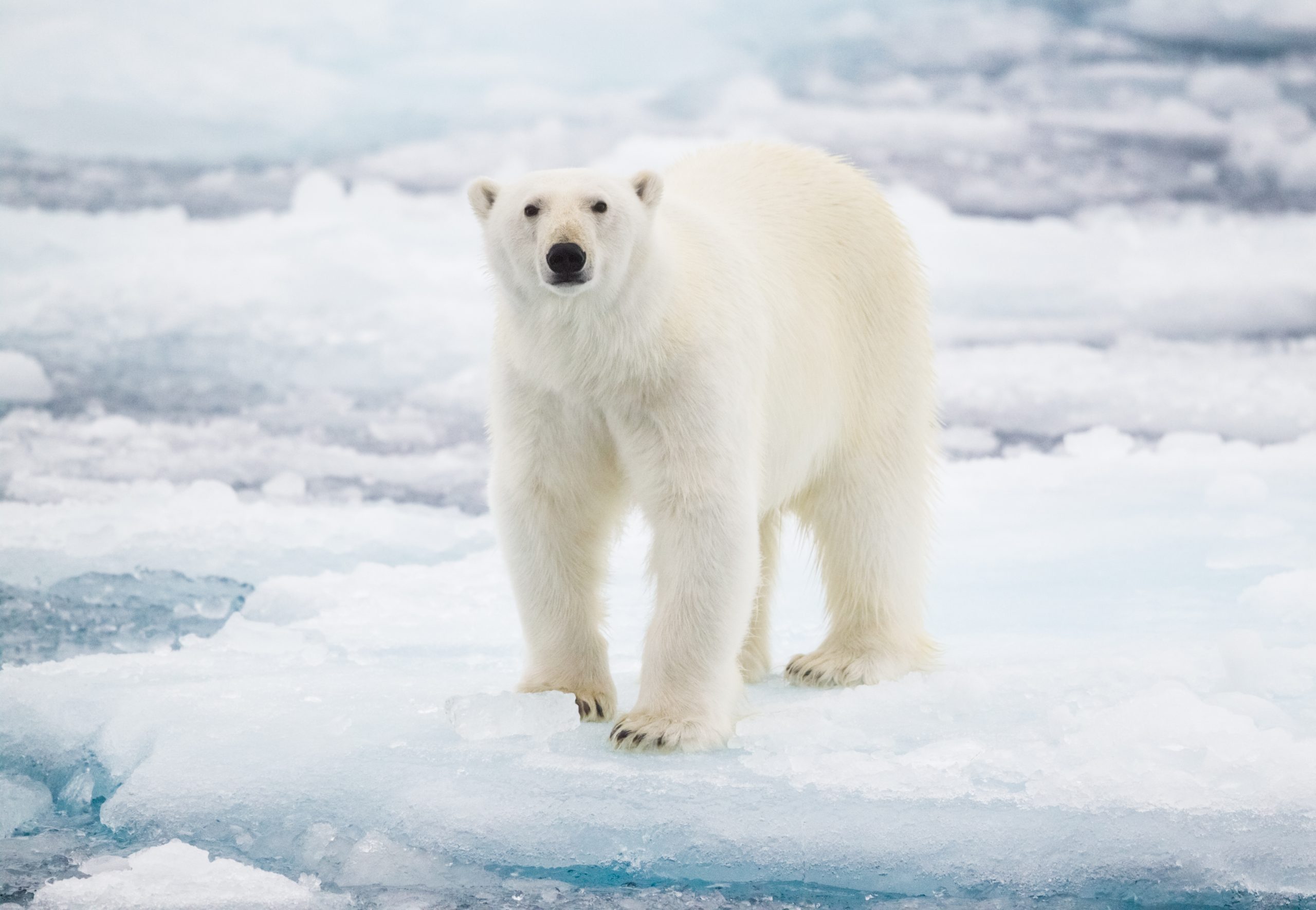 Why Do Polar Bears Need Ice to Survive? | Reader's Digest