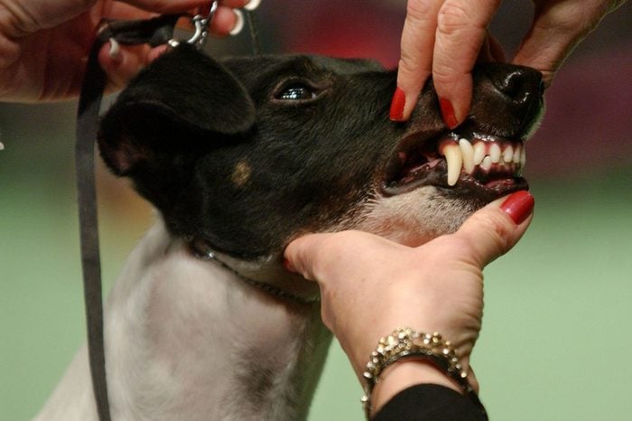 westminster dog show dog bite