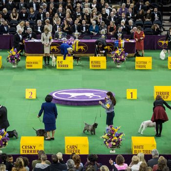 westminster dog show rin madison square garden