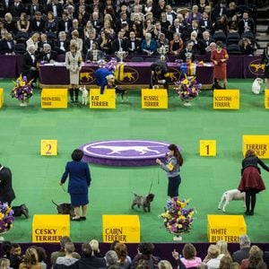 westminster dog show rin madison square garden