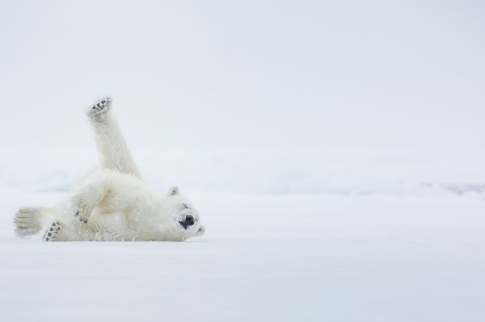 Polar bear on ice. Arctic sea.