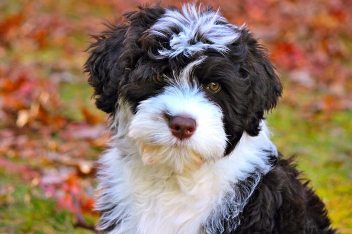 Portuguese Water Dog Puppy in Fall Leaves