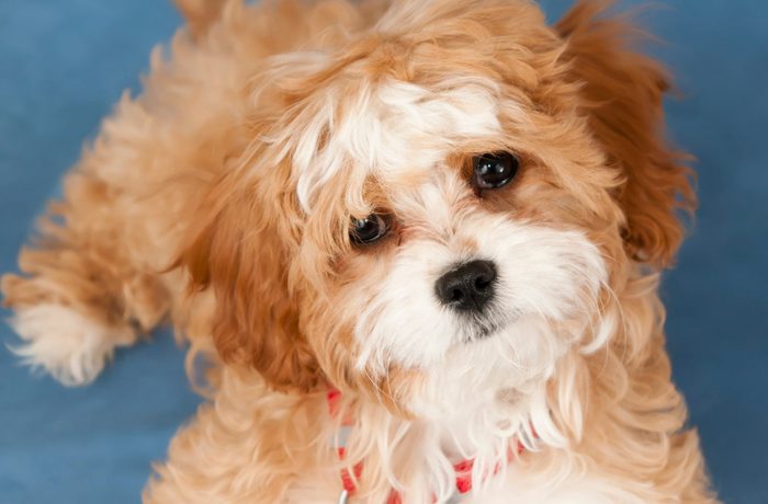 Four Month old Cavapoo Puppy