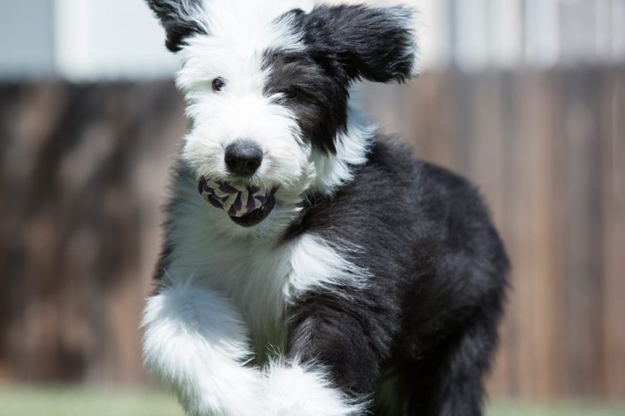 Old English Sheepdog puppy running with toy ball