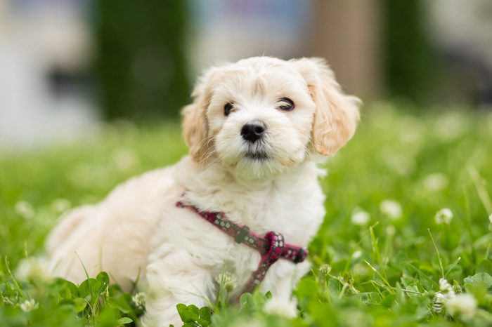 Cute little bichon posing in grass