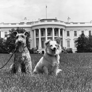dogs white house
