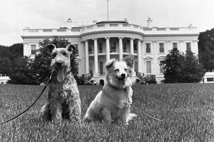 dogs white house