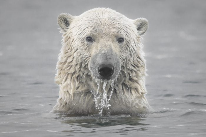 Polar Bear Head Emerging from Arctic Ocean