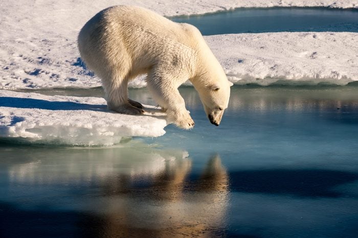 Polar bear admiring his mirror image in the sea