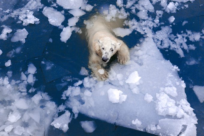 polar bear metling ice