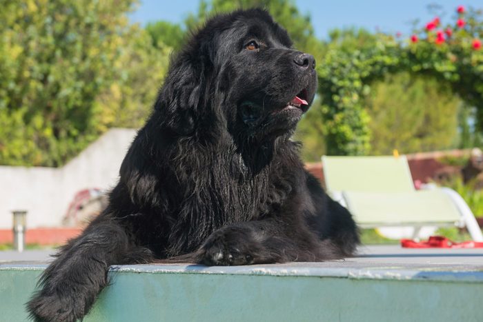 newfoundland low maintenance dog sitting by the pool outside on a sunny day
