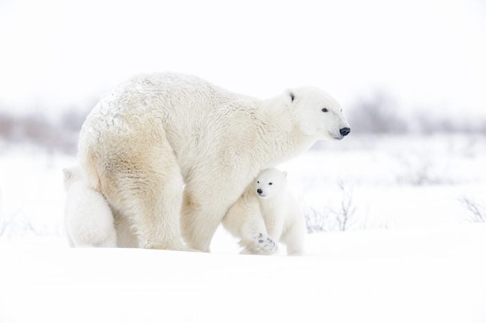 Polar bear mother with two cubs walking on tundra