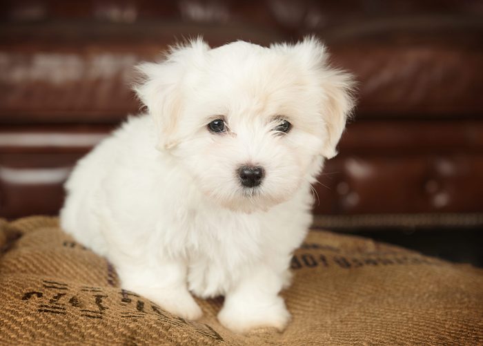 White Coton de tulear puppy