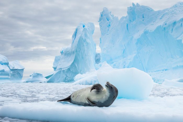 seal antarctica