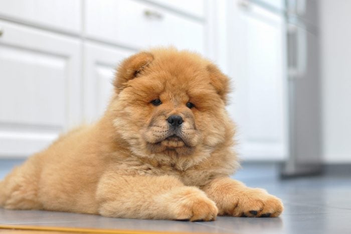 Purebred red dog chow chow puppy