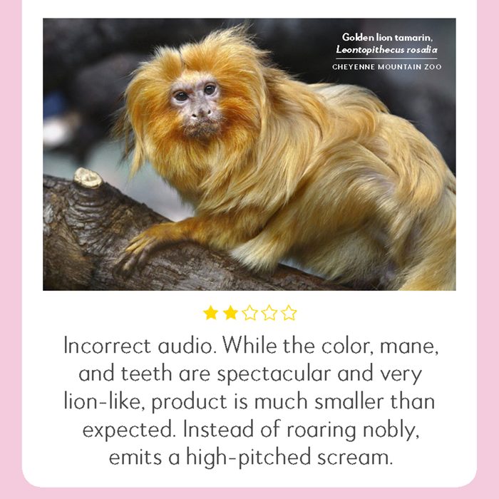 hilarious product reviews animal golden lion tamarin