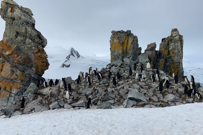 penguins antarctica 