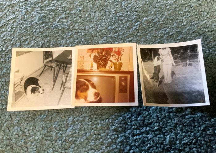 photos of nell the dog. carpet background.