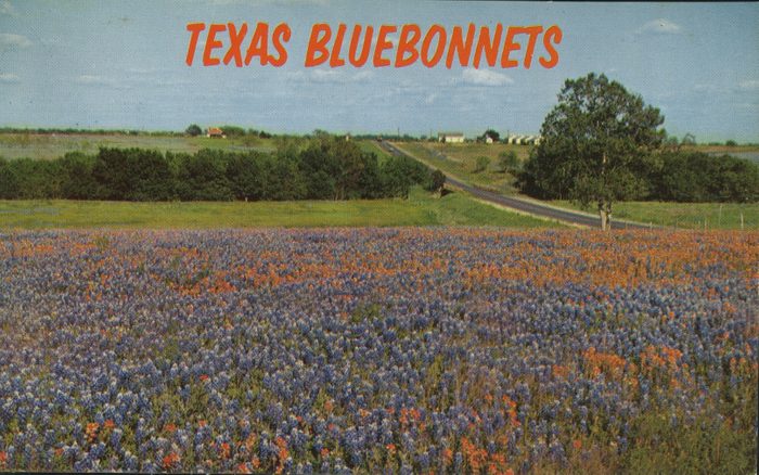 texas bluebonnets vintage post card