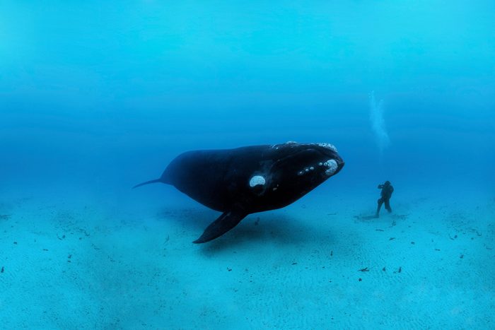Brian Skerry photo