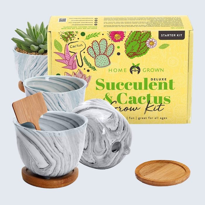 For the green thumb: Homegrown Deluxe Succulent & Cactus Seed Grow Kit