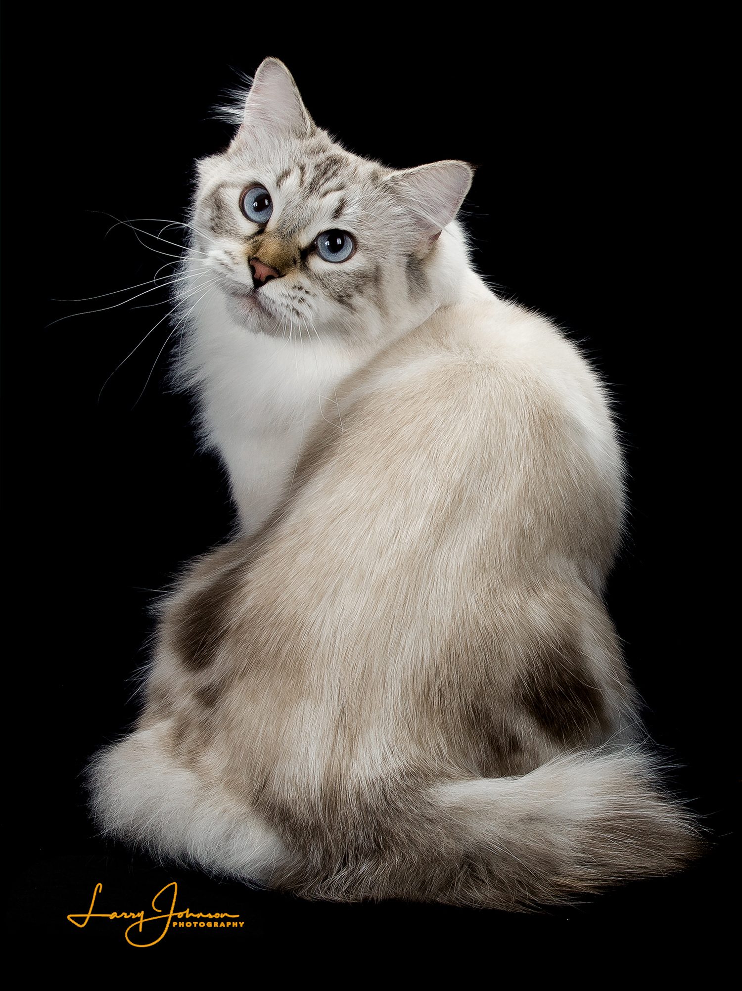 rarest domestic cat in the world