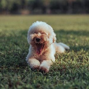 puppy lying down on grass and yawning