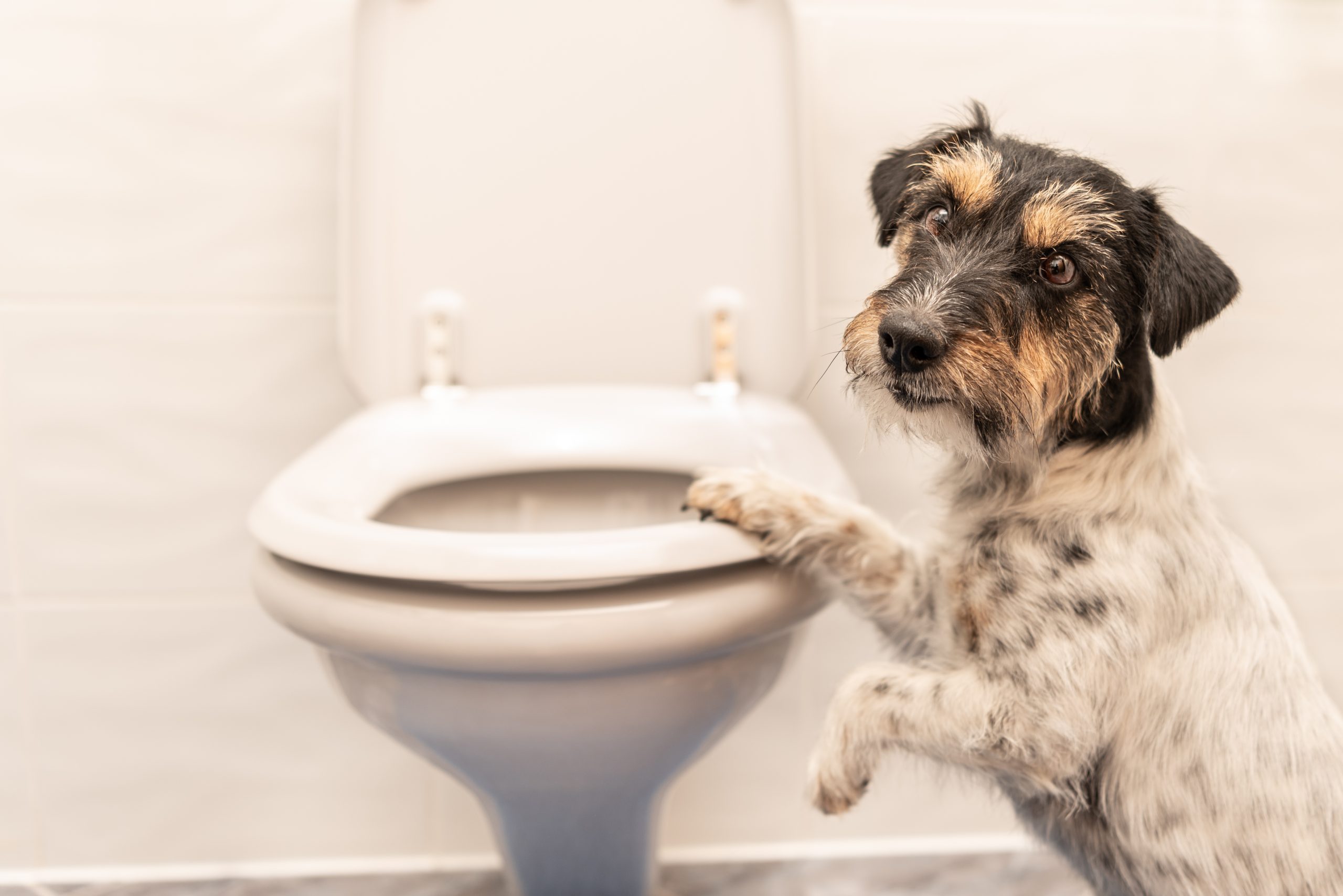 Is It Bad for Dogs to Drink Toilet Water? | Reader's Digest