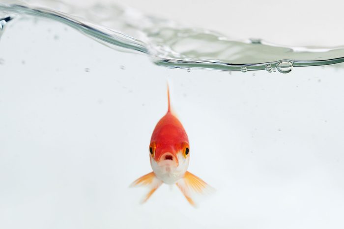 a goldfish floating in water for an office april fools prank