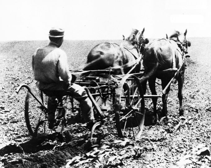 Harry Truman drives a horse-drawn cultivator on the family's Grandview farm