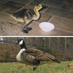 This Family Raised a Baby Goose for a Year—20 Years Later, It Returned Home