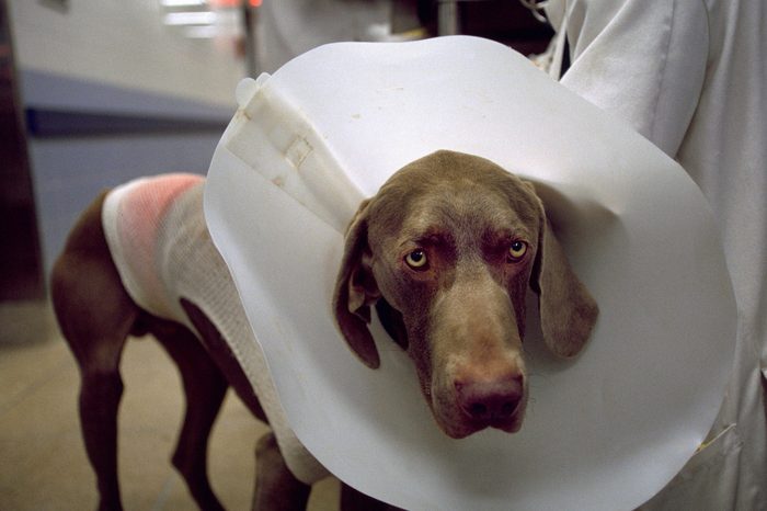westminster dog show dog surgery enhancement