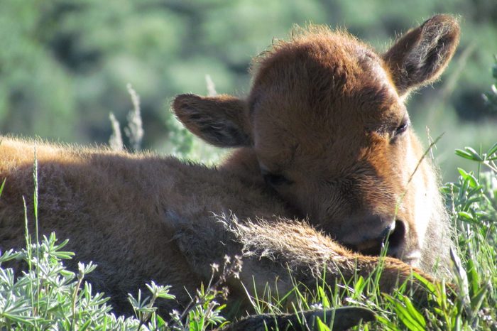 yellowstone baby bison spring 