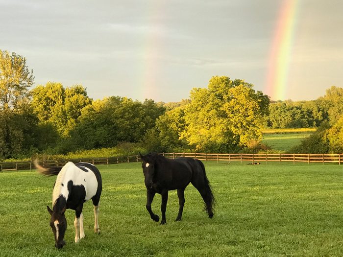 Our two horses enjoying the pasture summer rain