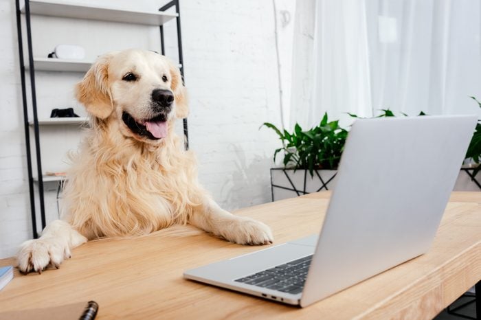 cute labrador dog looking at laptop on wooden table in office