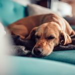 Can Dogs Get Coronavirus?