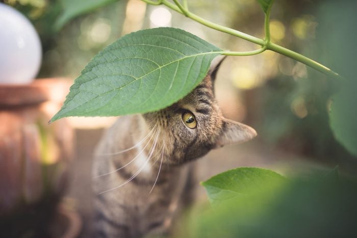 tabby european shorthair cat sniffing on leaves in the garden